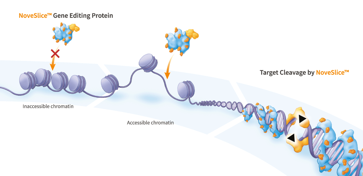Chromatin Context-Sensitive Gene-Editing Endonuclease