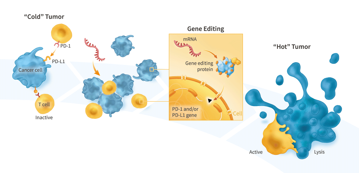Gene-Editing Checkpoint Molecule Genes for the Treatment of Cancer