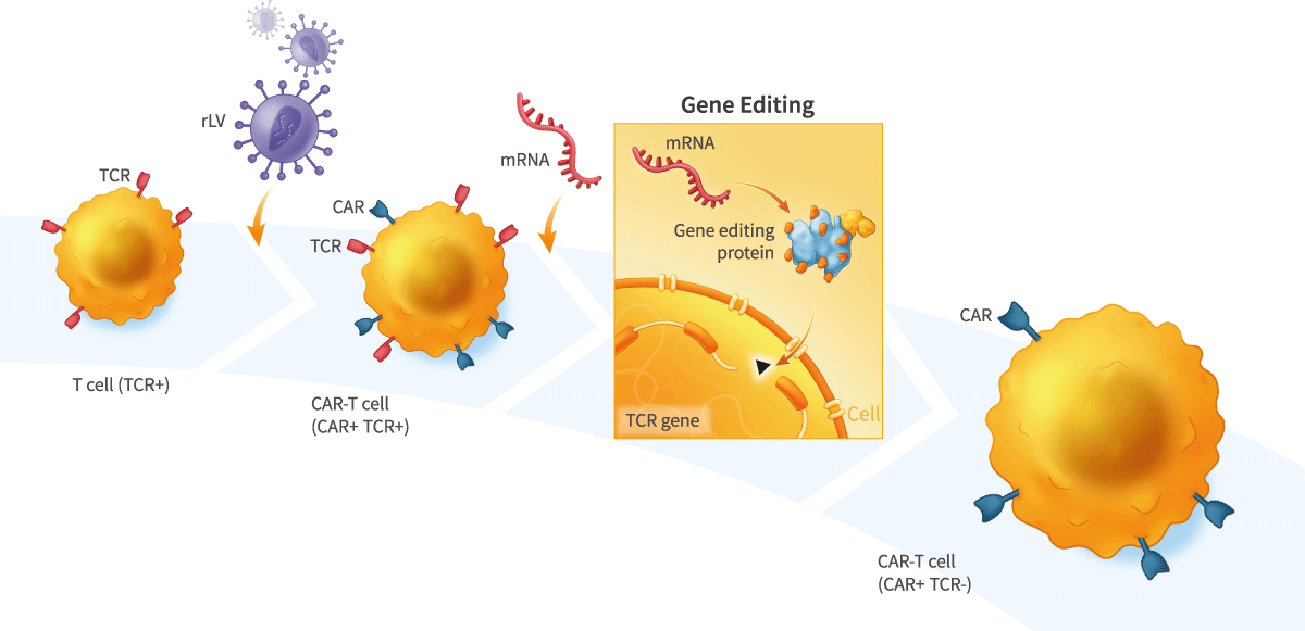 mRNA Vectorization of Gene-Editing Proteins