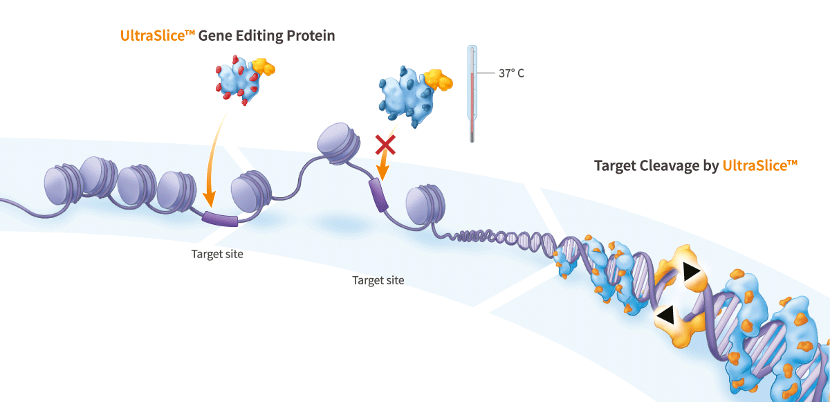 Temperature-Tunable Gene-Editing Endonuclease