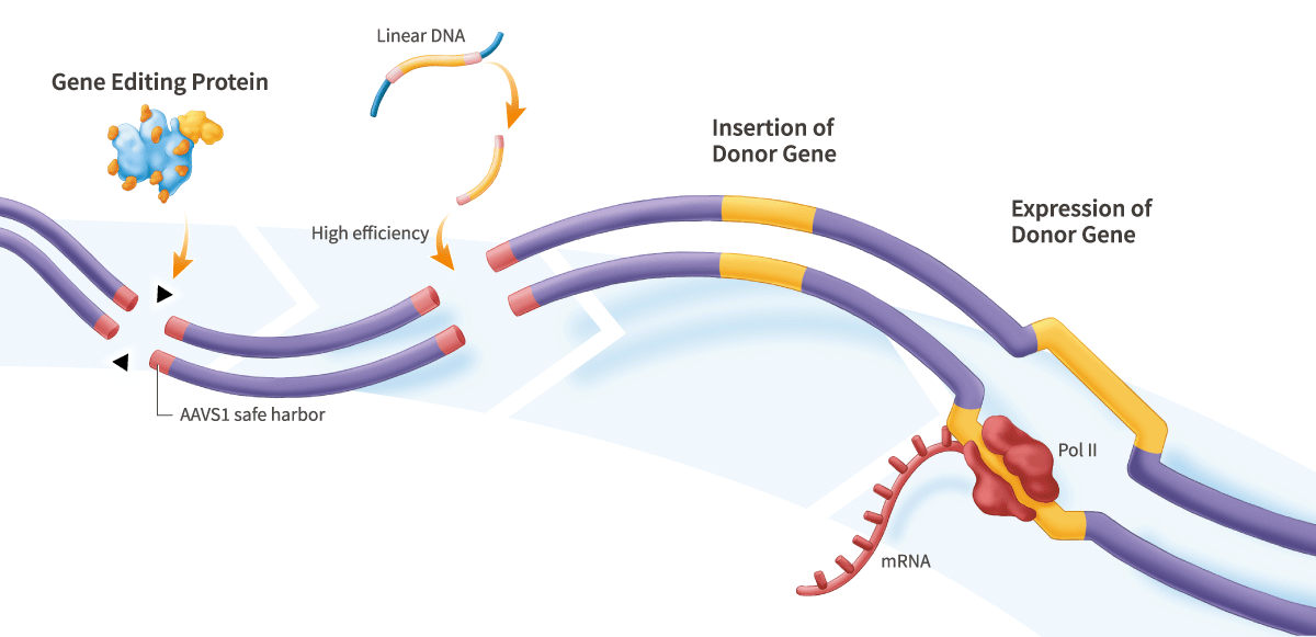 End-Modified Linear DNA Donors