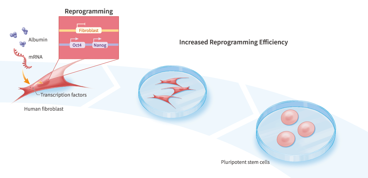Cell Reprogramming Medium
