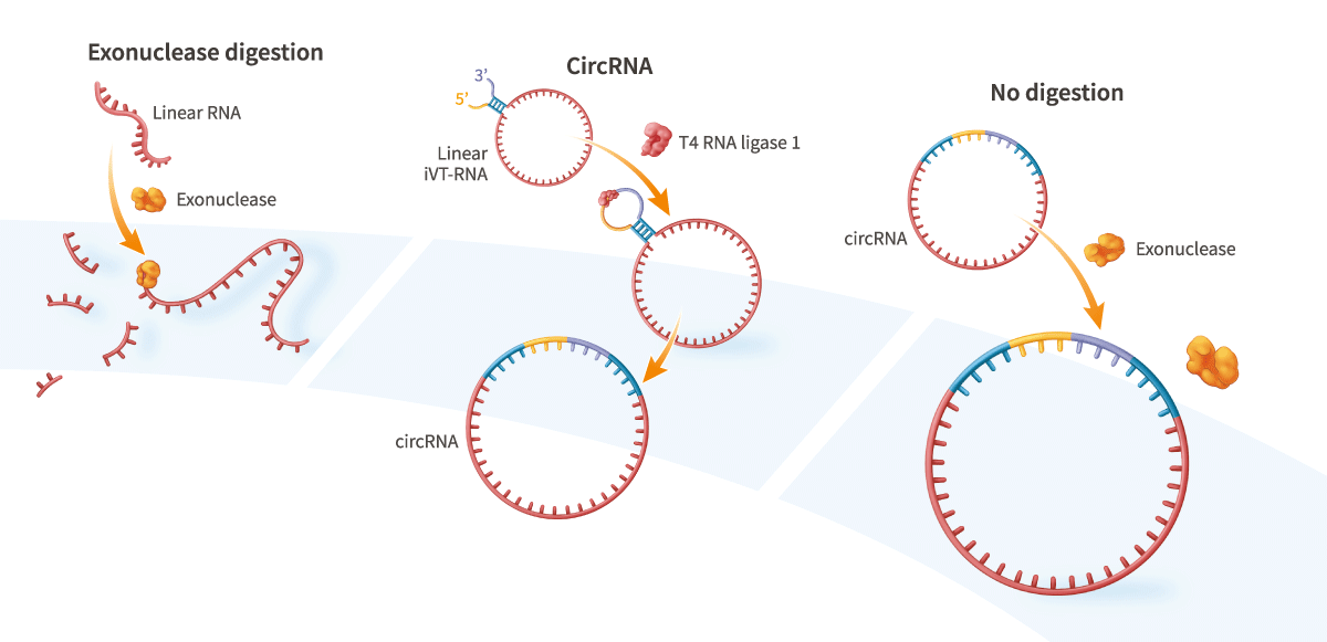 Splint and Ribozyme-Independent Circular RNA Synthesis