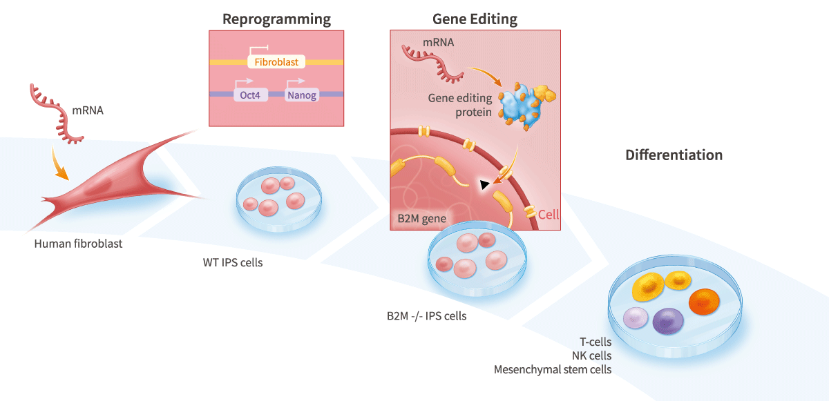 Gene-Edited Allogeneic Cell Therapies