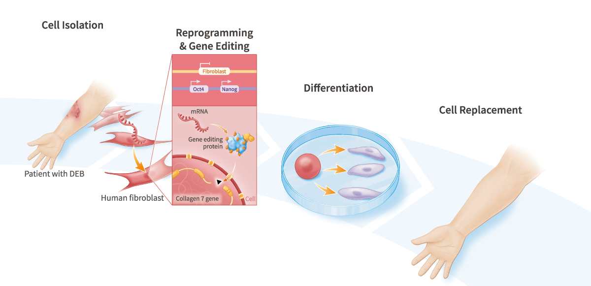 Combined mRNA Gene-Editing & Cell Reprogramming